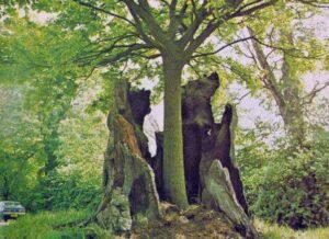 Waarom plaatste God 2 bomen in de hof?